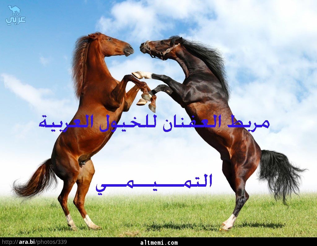 تابعو مربط خيول العفنان عبر الرياضية السعودية هذه اليلة 11,30 م