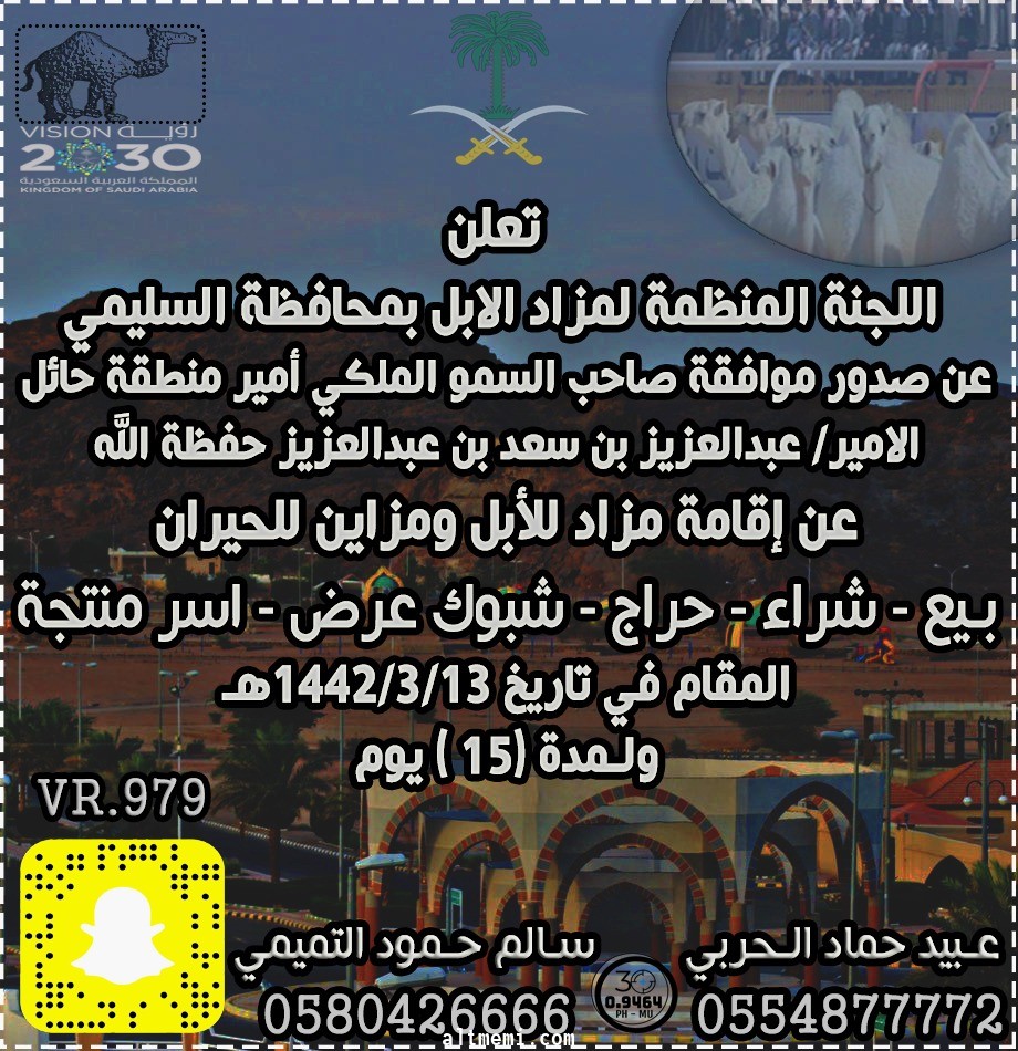 اقامة مزاد للابل والمزاين بمحافظة السليمي