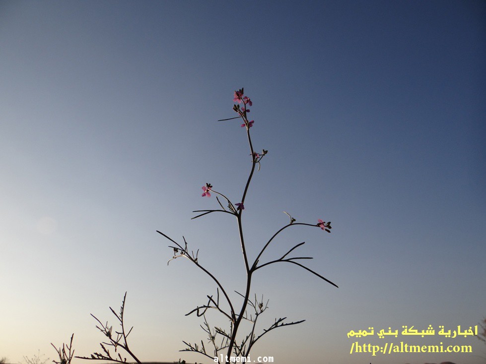 بالصور ربيع منطقة حائل 